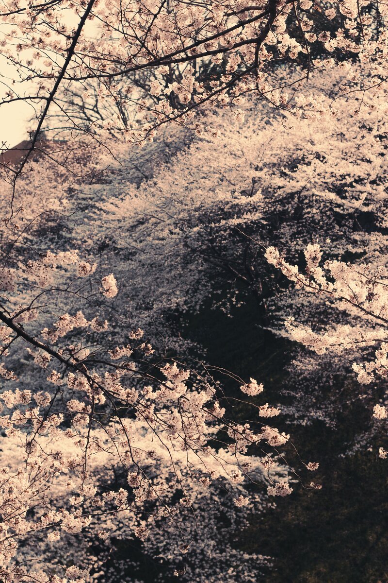 Takanawa, Minato, Tokyo, Japan, 2012, Canon EOS Kiss X5